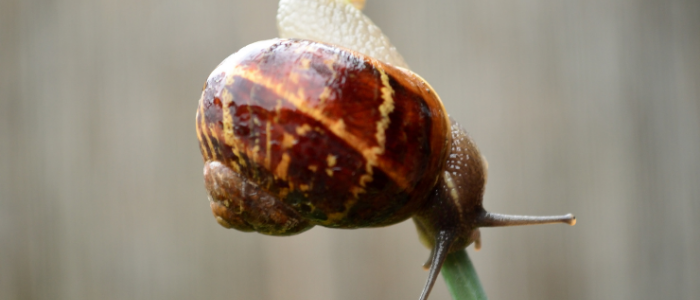 Un escargot pour illustrer la lenteur de certains sites